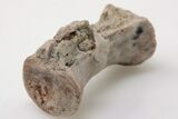 Triassic, Theropod Dinosaur (Coelophysis) Vertebra - Arizona #198229-1